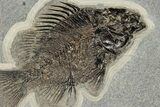 Large, Priscacara Fossil Fish With Knightia - Wyoming #189308-2